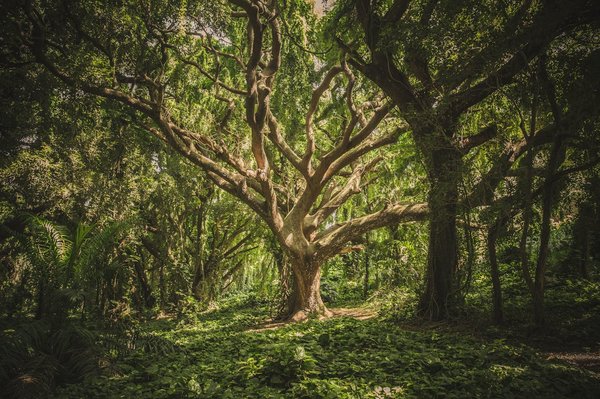 Comment une assurance peut-elle protéger un projet d'agroforesterie en périphérie urbaine ?